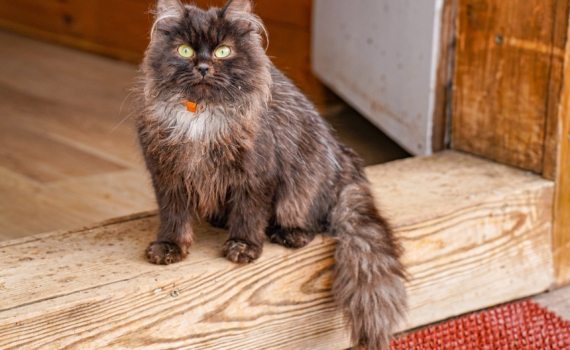 Опасная ошибка хозяев: как кошачий наполнитель вредит дому и экологии