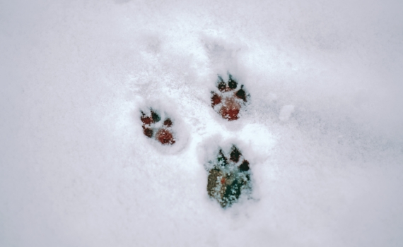 8 января 2026 — отмечаем Святки и иные праздники, узнаём характер именинников 8 января 2026 — отмечаем Святки и иные праздники, узнаём характер именинников