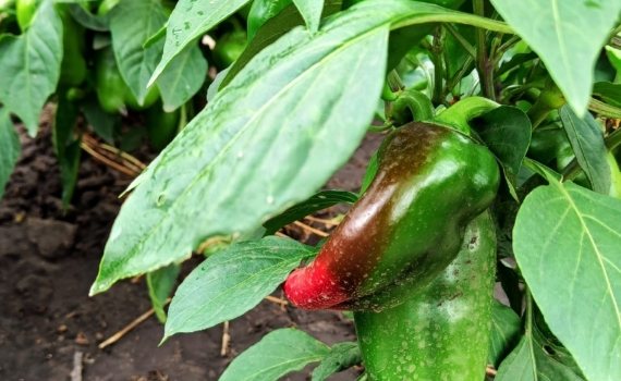 Семена из магазинного перца: как собрать, проверить и вырастить урожай — рискните и попробуйте Семена из магазинного перца: как собрать, проверить и вырастить урожай — рискните и попробуйте