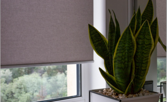 Сансевиерия пестролистная: один неверный шаг — и полоски исчезнут навсегда, 5 пунктов по уходу Сансевиерия пестролистная: один неверный шаг — и полоски исчезнут навсегда, 5 пунктов по уходу